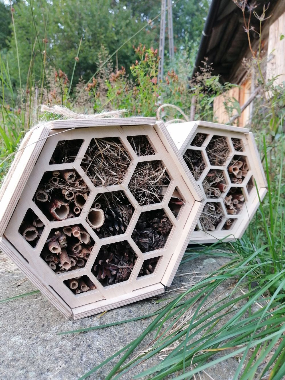 A sanctuary for bees and other pollinating insects